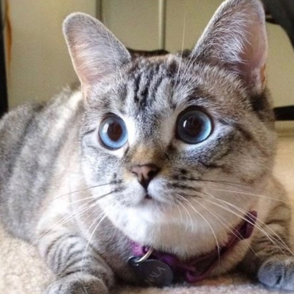 Meet your Posher, Sonele - Picture 2 of 6